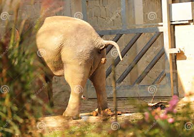 A Asian Elephant is in Need. a One Poop Falling Down from Stock Photo