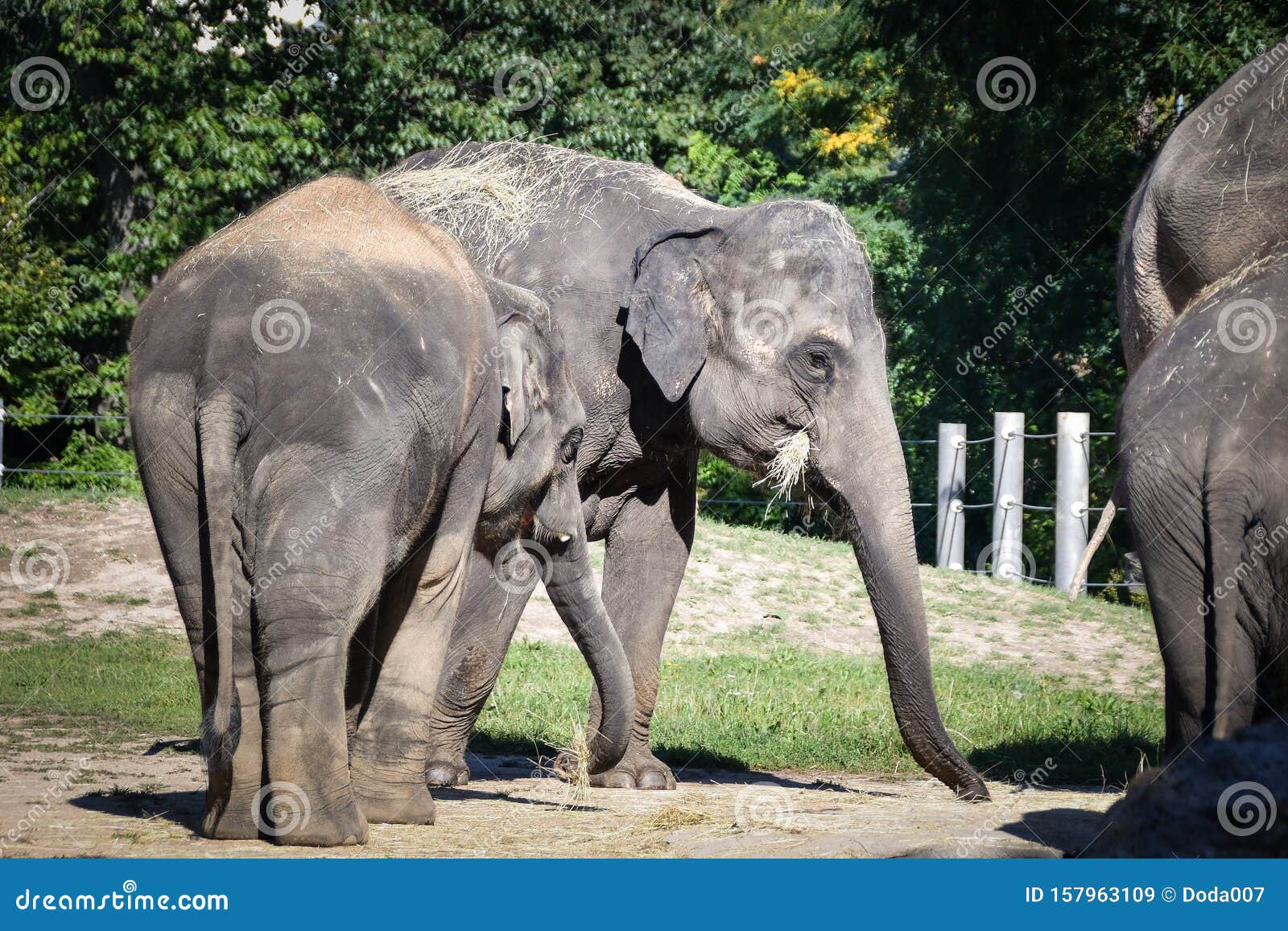 The Asian Elephant is the Largest Animal in Zoo Stock Image - Image of  nature, fluffy: 157963109