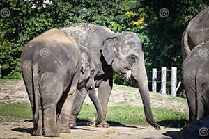 The Asian Elephant Is The Largest Animal In Zoo Stock Image Image Of 