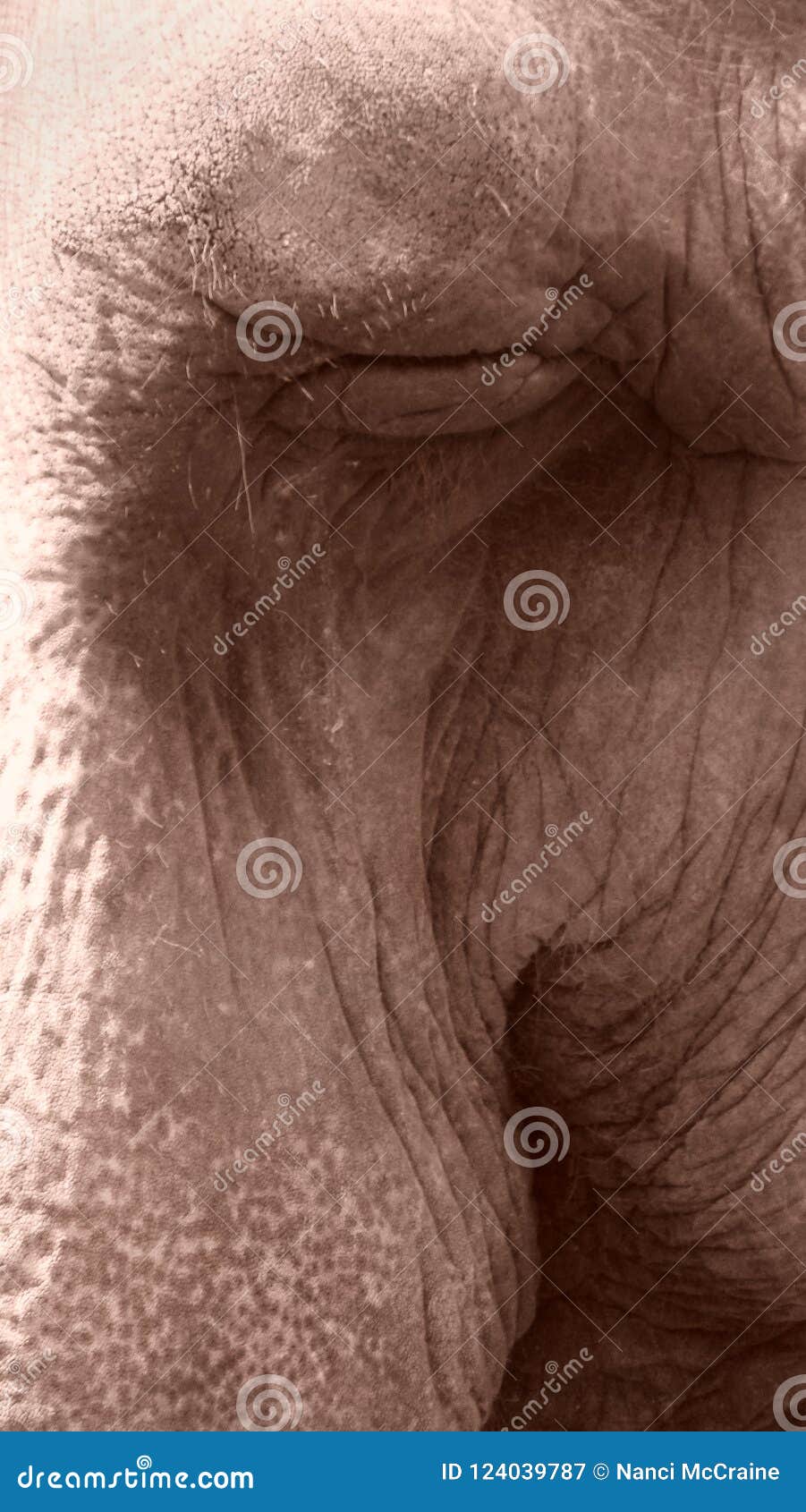 asian elephant sepia study_eye nose 1