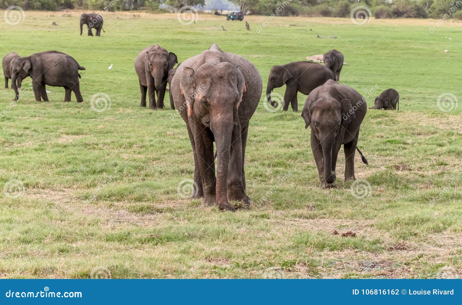 asian elephant family at minneriya park