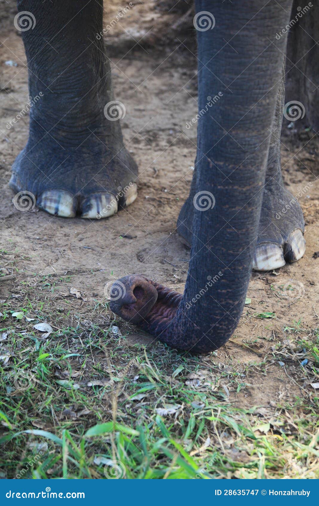 Asian Elephant Trunk Detail Stock Image - Image of elephant, hair: 28635747