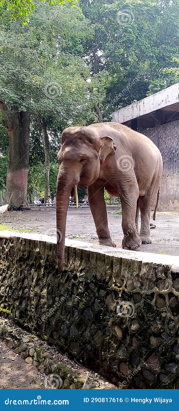 asian elephant in the zoo