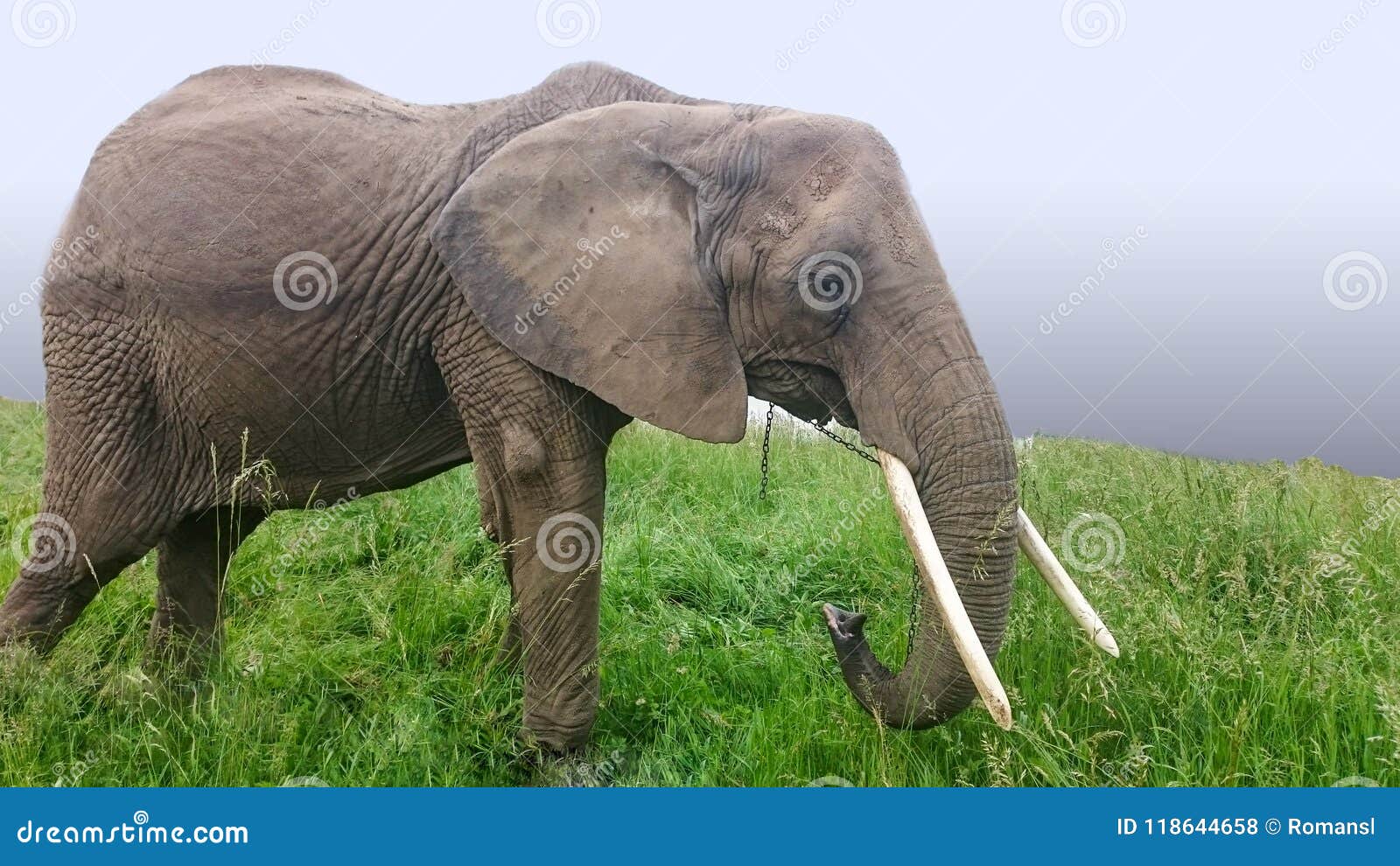 Asian Elephants are the Largest Living Land Animals in  Elephants  are Highly Intelligent and Self-aware. Stock Photo - Image of animal, grey:  118644658
