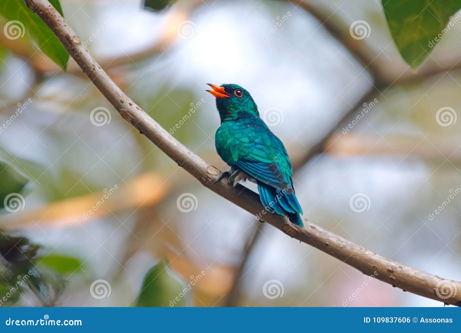 asian emerald cuckoo chrysococcyx maculatus beautiful male birds of thailand