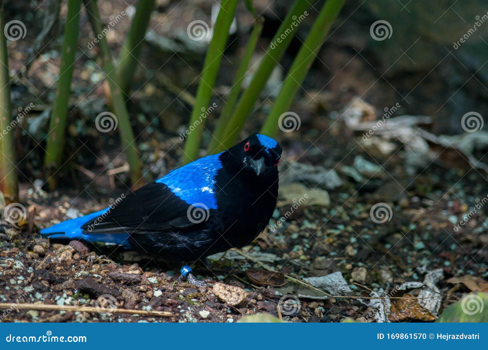 Asian Fairy Bluebird, Irena Puella Stock Photo - Image Of Green, Black:  169861570