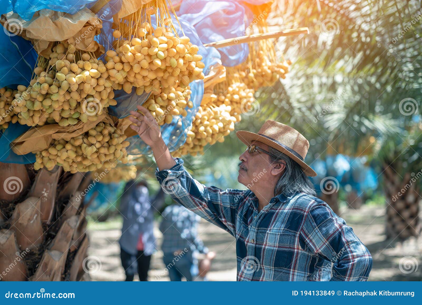 asian farmer carefully checking a bunch of bright yellow ripe dates palm fruits in farm, date palm fruits, agriculturalist