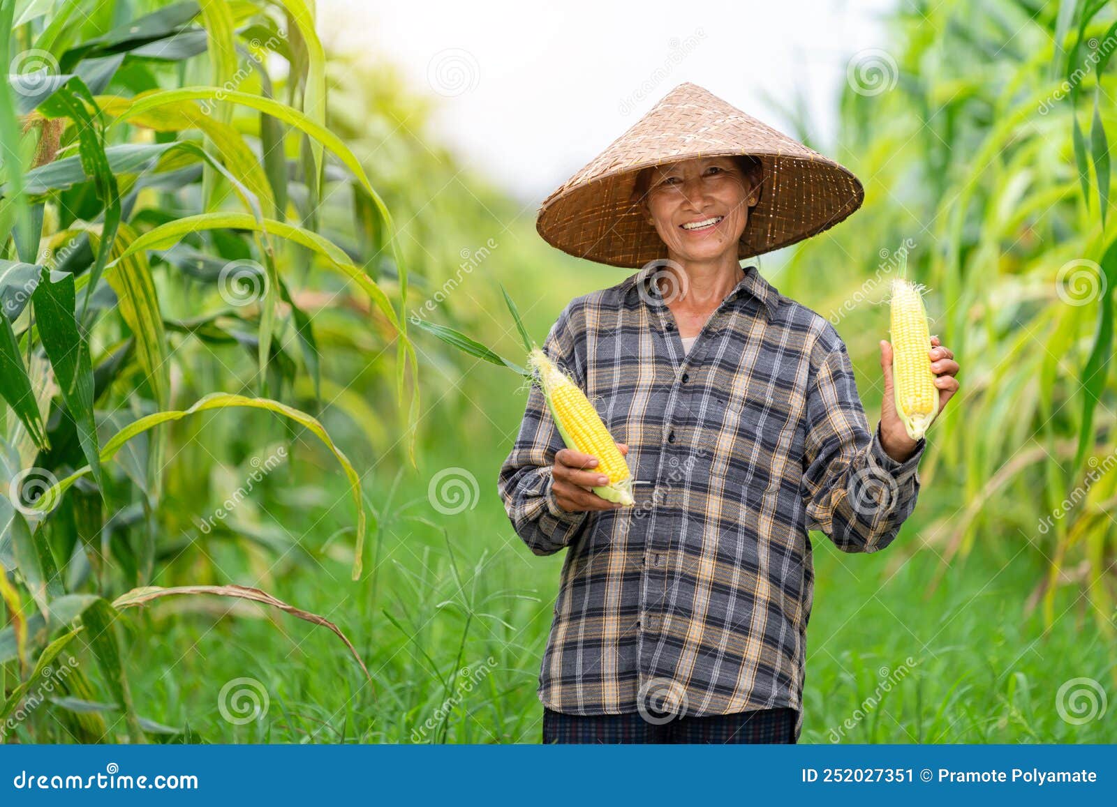 Asian Farmer Harvesting Sweetcorn during and Show the Perfect Corn Result  the Agricultural Season at Corn Field Stock Image - Image of harvest, corn:  252027351