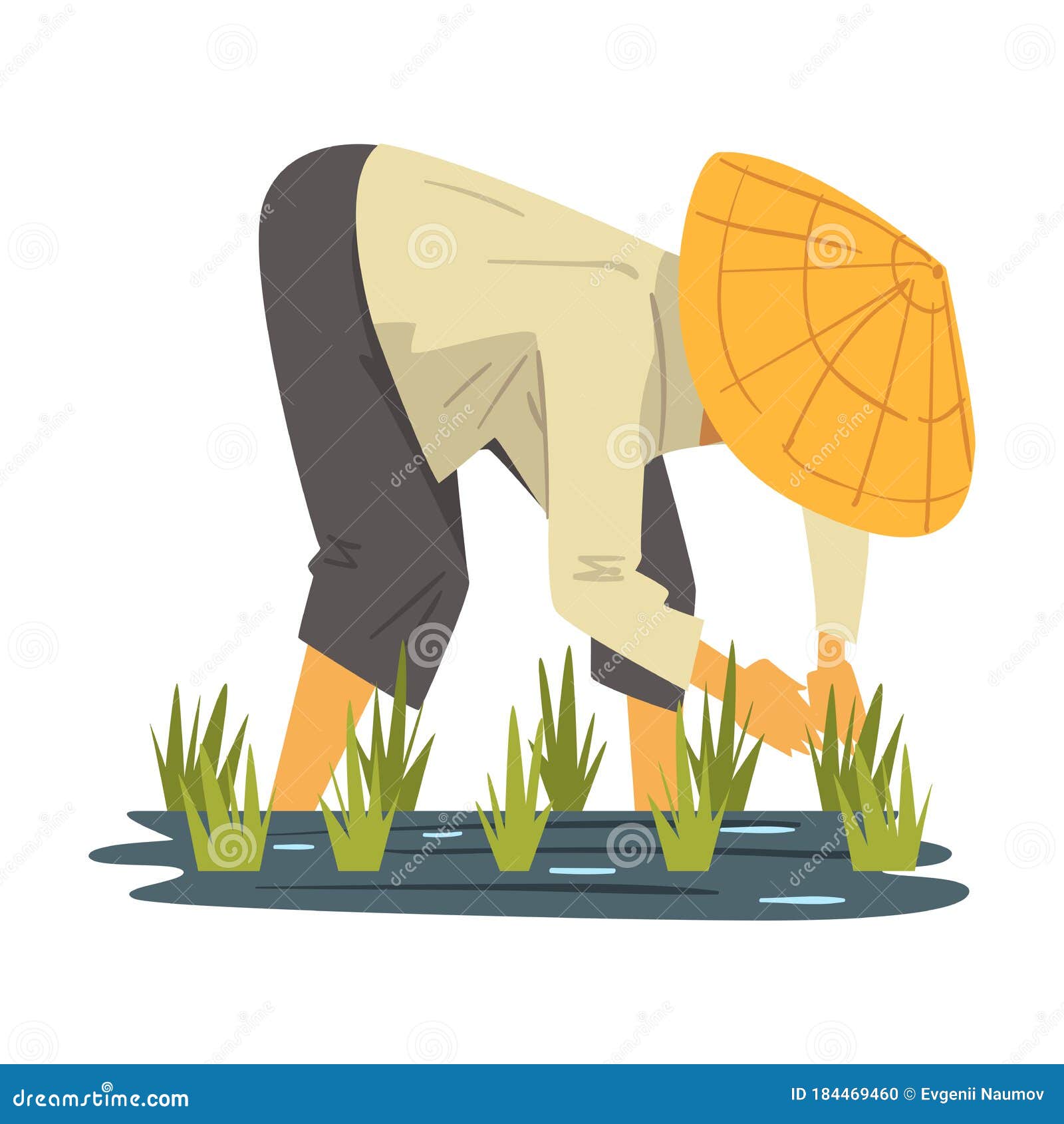 Asian Farmer in Straw Conical Hat Caring for Plants on Paddy Field ...