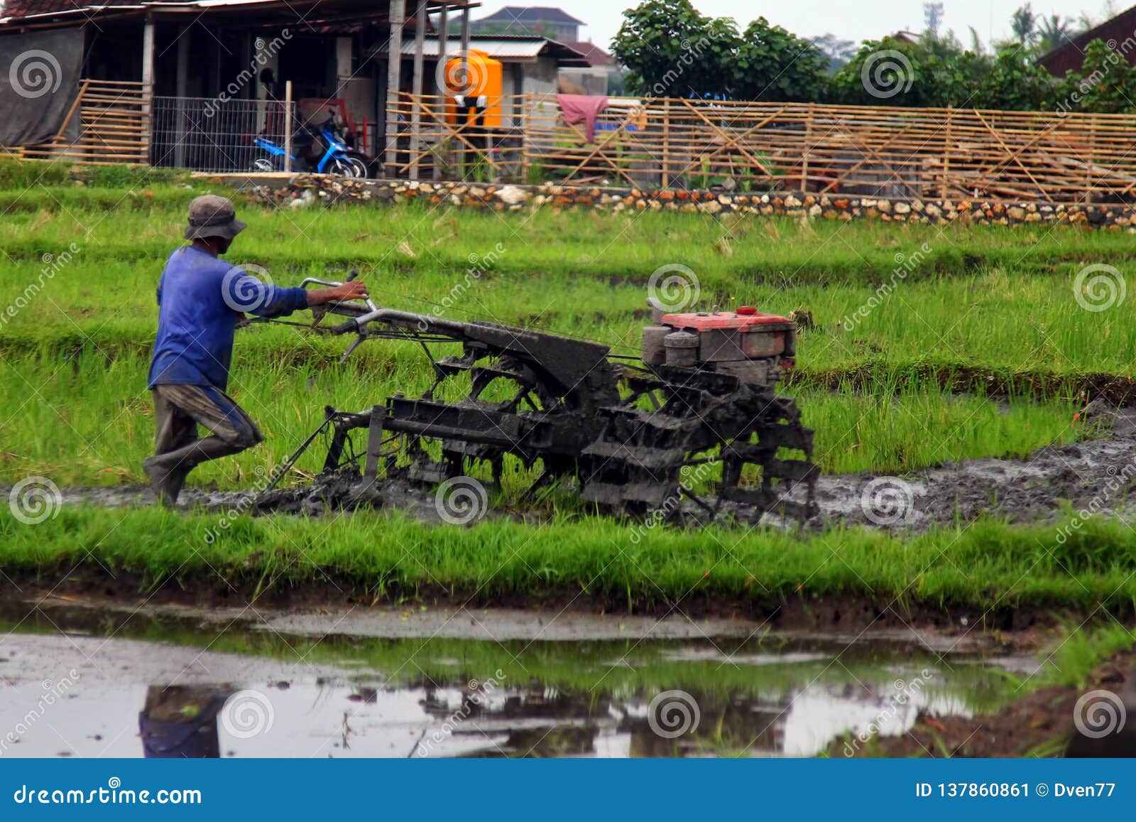 Asian Farmer Working Plowing Rice Fields Knee Deep In The Mud Stock Image Image Of Field