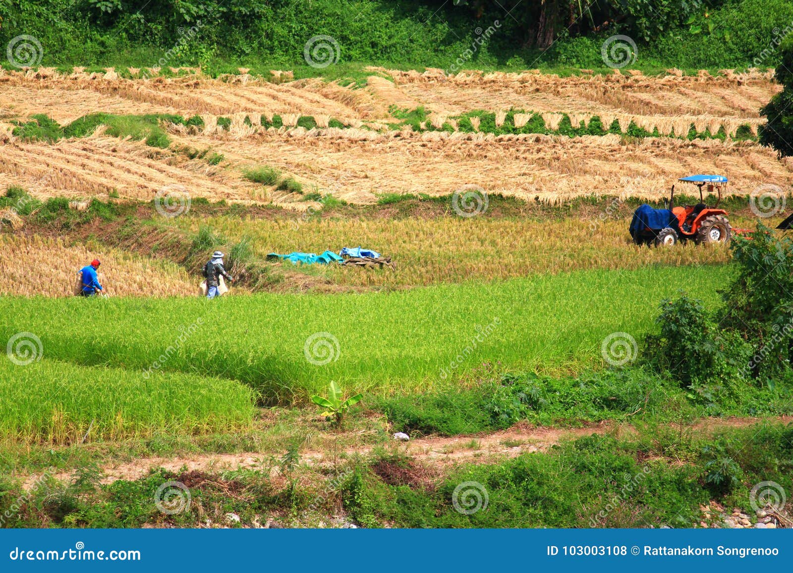 Farmer Working In The Rice Field Rice Field Paddy In Thailand Royalty Free Stock Image
