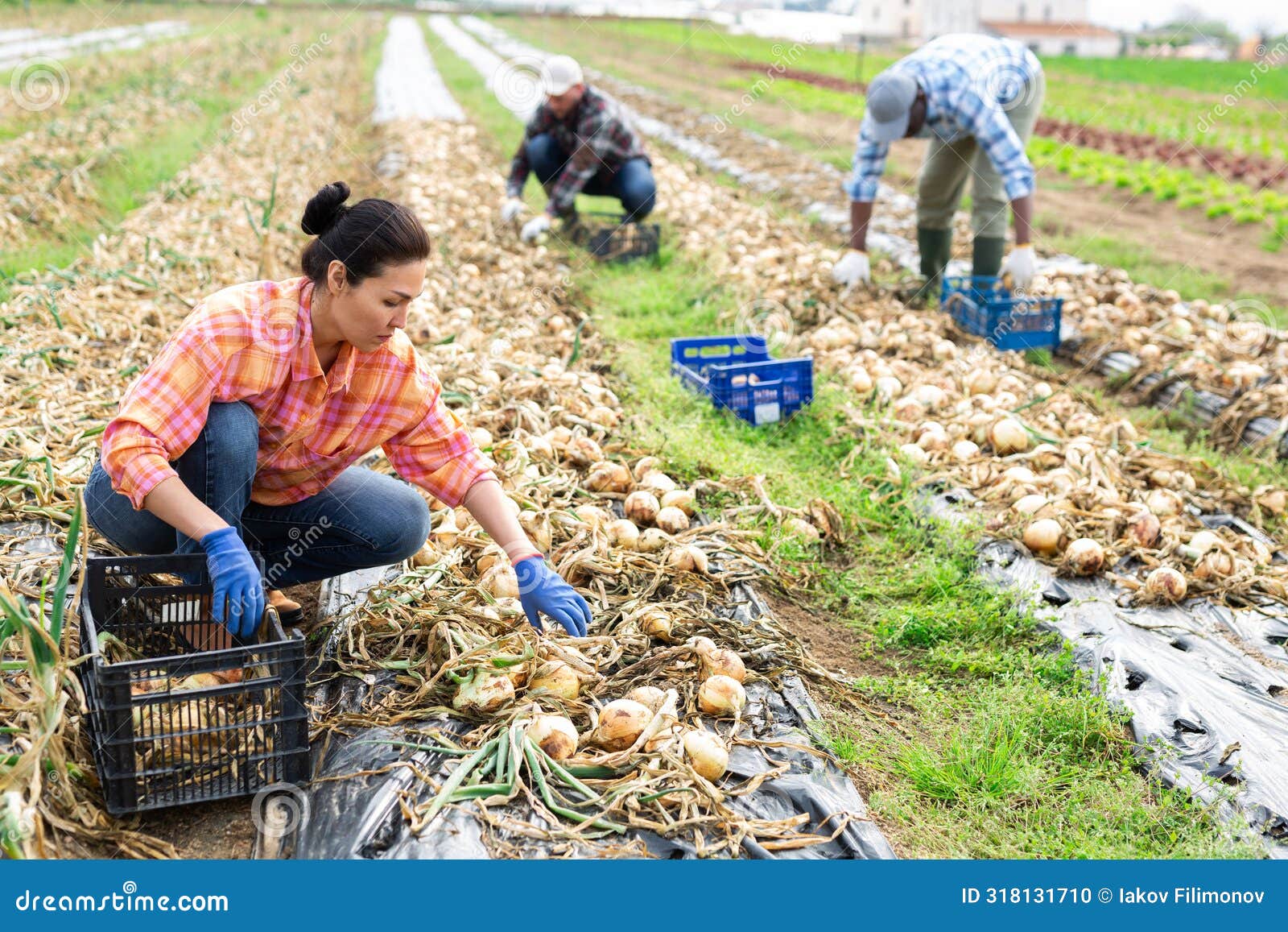 asian female vegetable grower picking onions on field