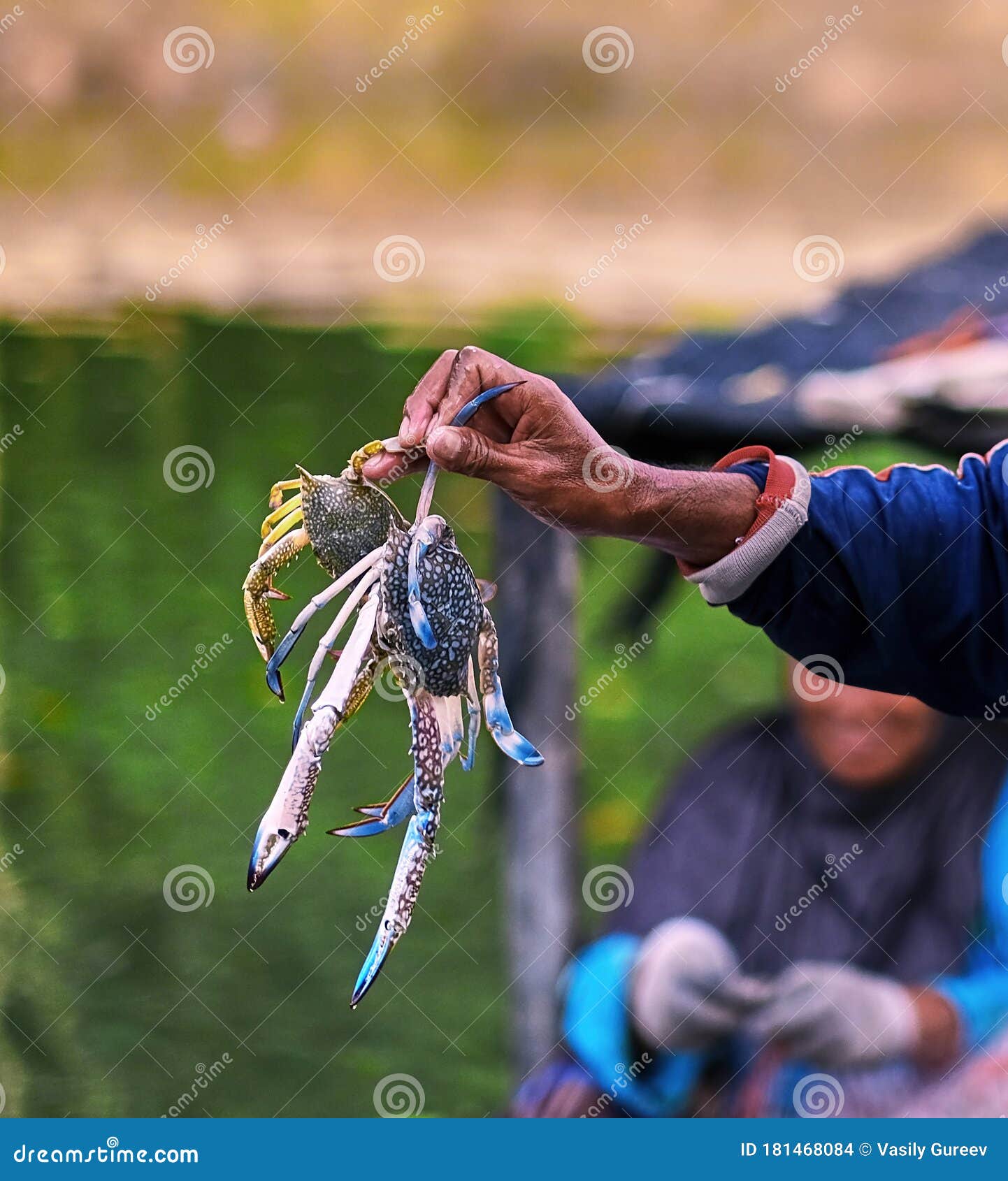 Asian Fisherman with Crab in Hand. Stock Photo - Image of aquatic