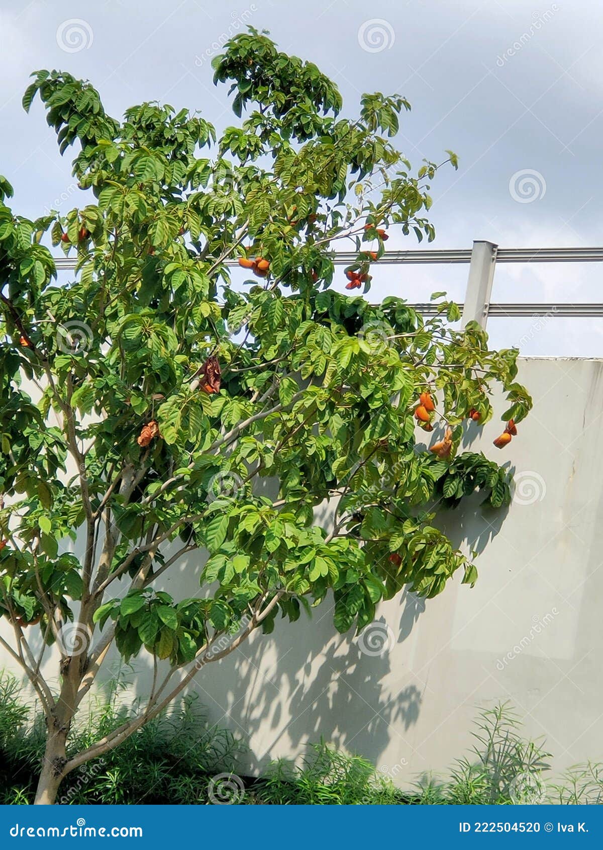 Asian Fruit Tree, during AprilMay Stock Photo Image of april, asian