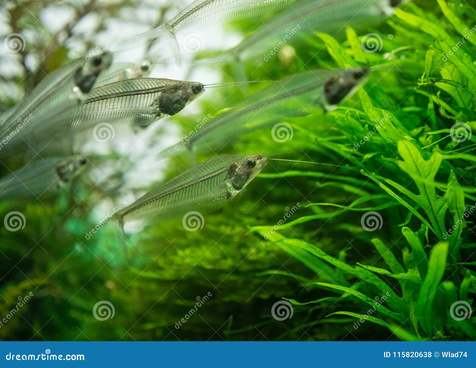 The Asian Glass Catfish in an Aquarium Stock Photo Image of water