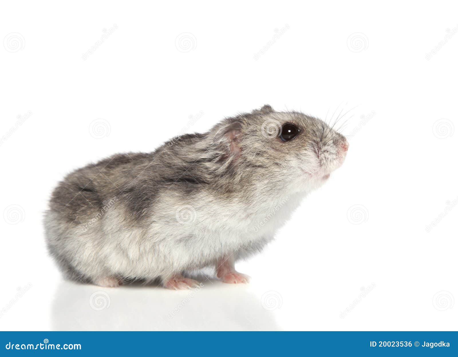 Asian hamster stock photo. Image of rodent, wildlife - 20023536