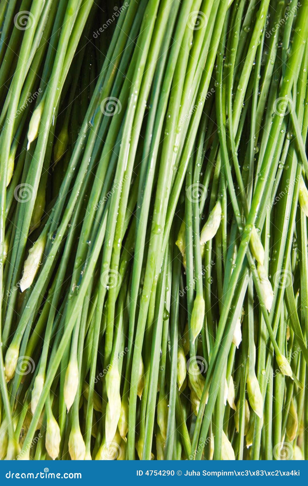 Asian herbs and vegetables stock photo. Image of market 4754290
