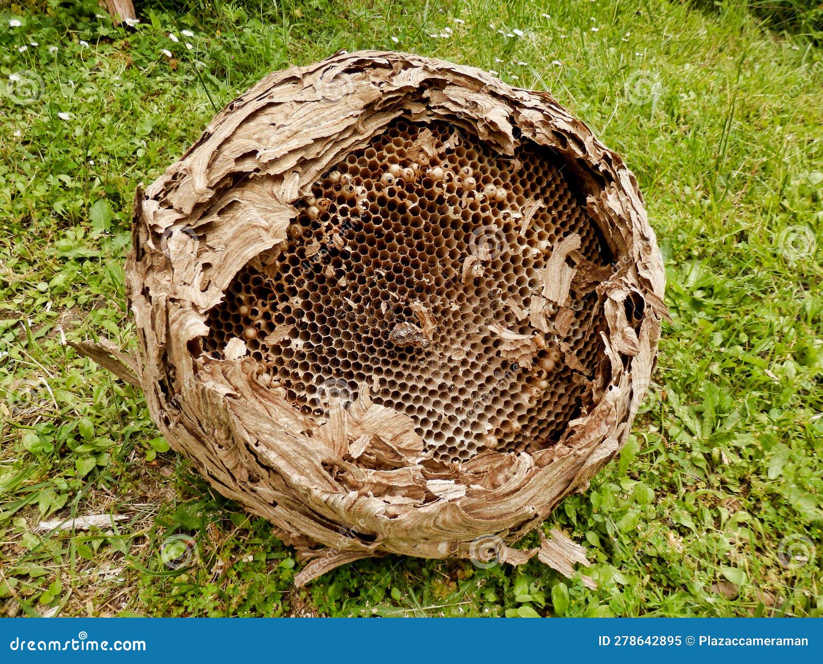 Asian Hornet Nest Stock Image Image Of Larvae Renovations 278642895