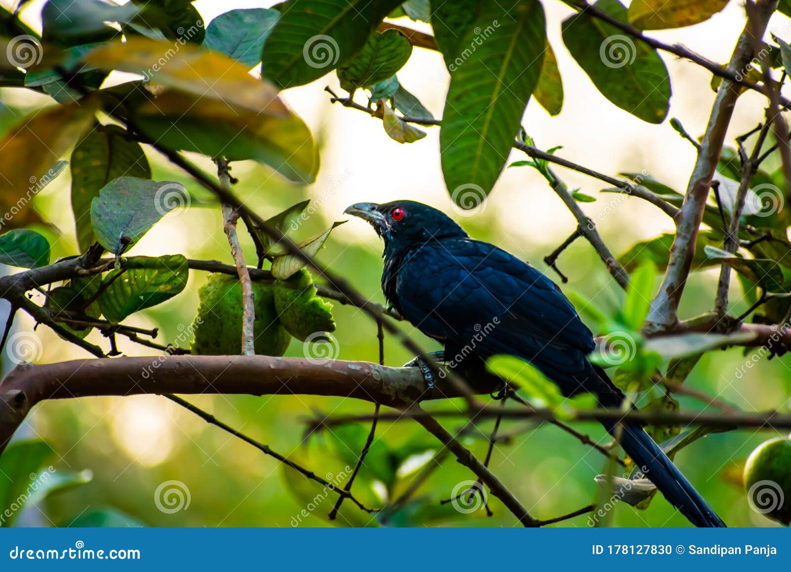 Cuckoo Images and Stock Photos. 3,707 Cuckoo photography and royalty free  pictures available to download from thousands of stock photo providers.