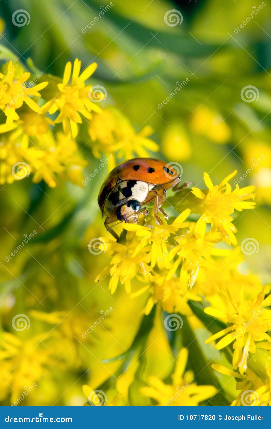 Asian Ladybug Beetle (Harmonia Axyridis) Stock Photo Image of ladybug