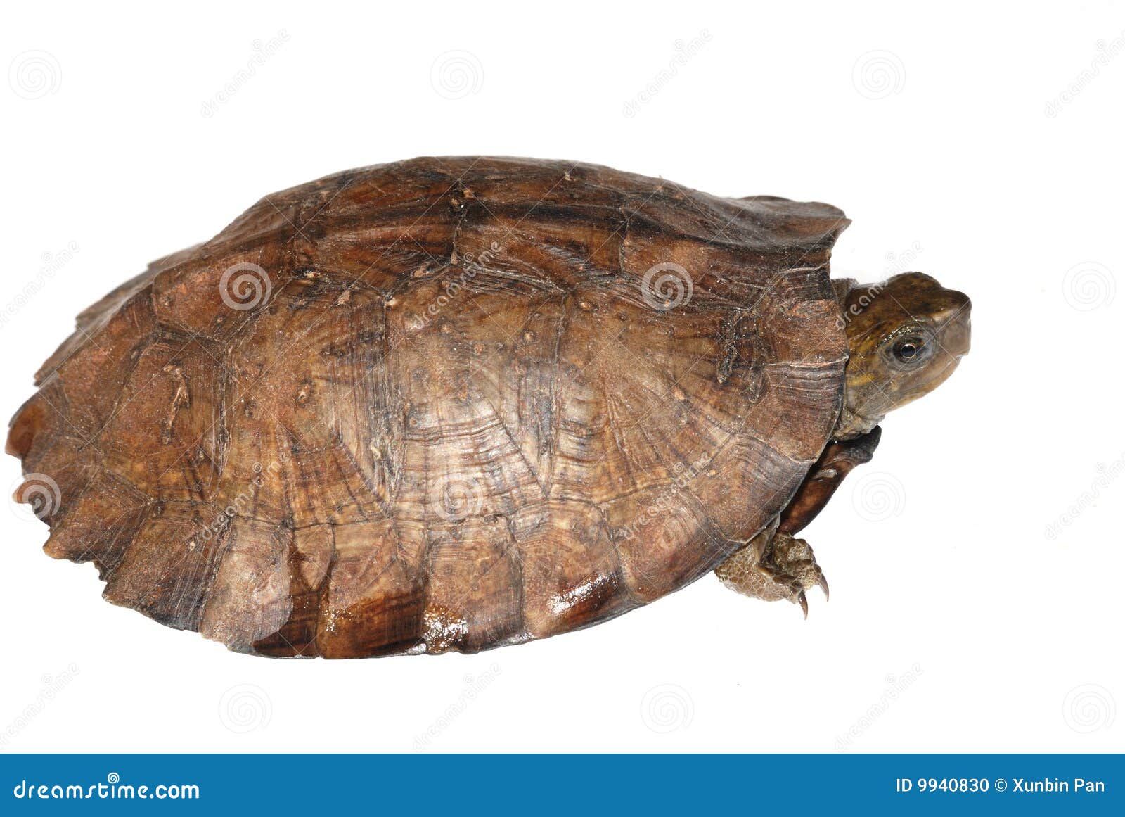 Asian leaf turtle stock photo. Image of desert, remote - 9940830