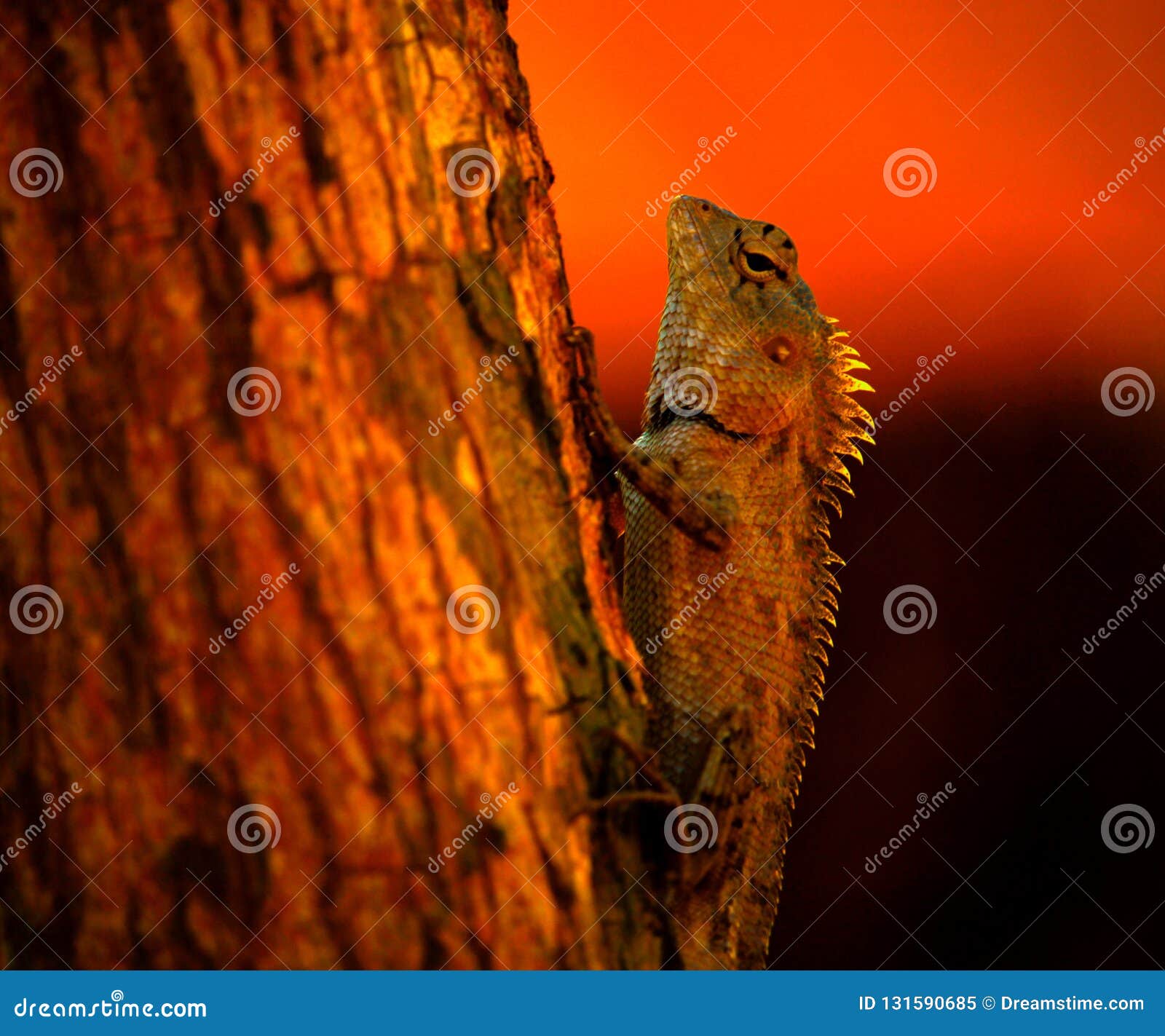Asian Lizard at Night stock image. Image of blur, head 131590685