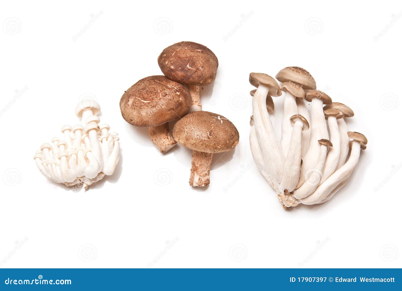 Asian mushrooms stock image. Image of oriental, mushrooms 17907397