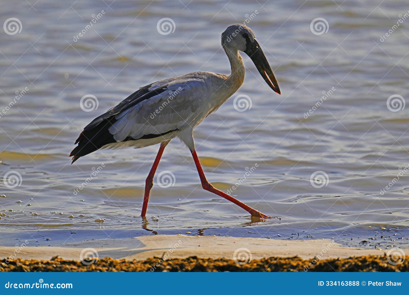 asian openbill stork, in sigiriya.