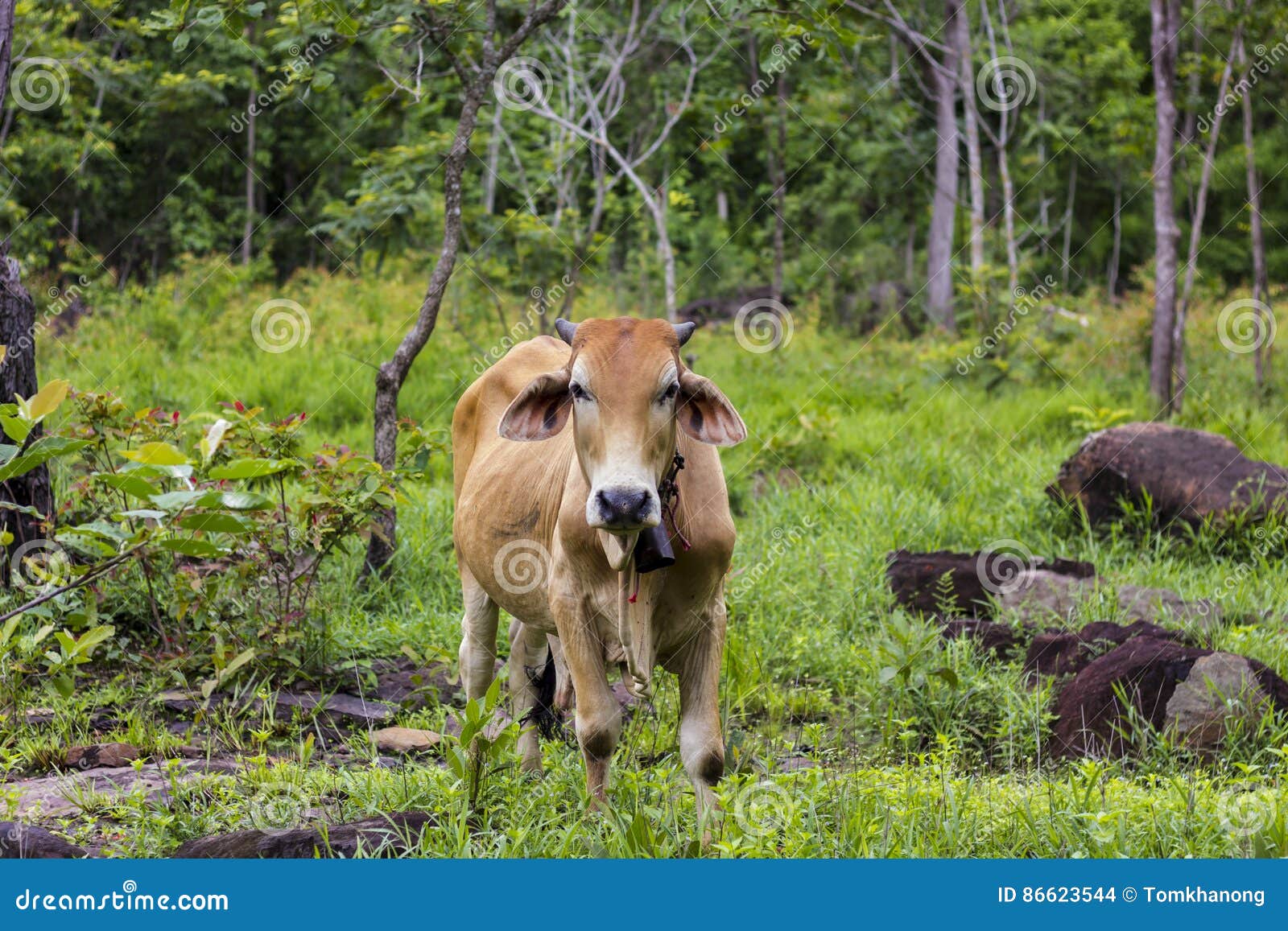Asian Ox in the Wild Forest. Stock Photo Image of background