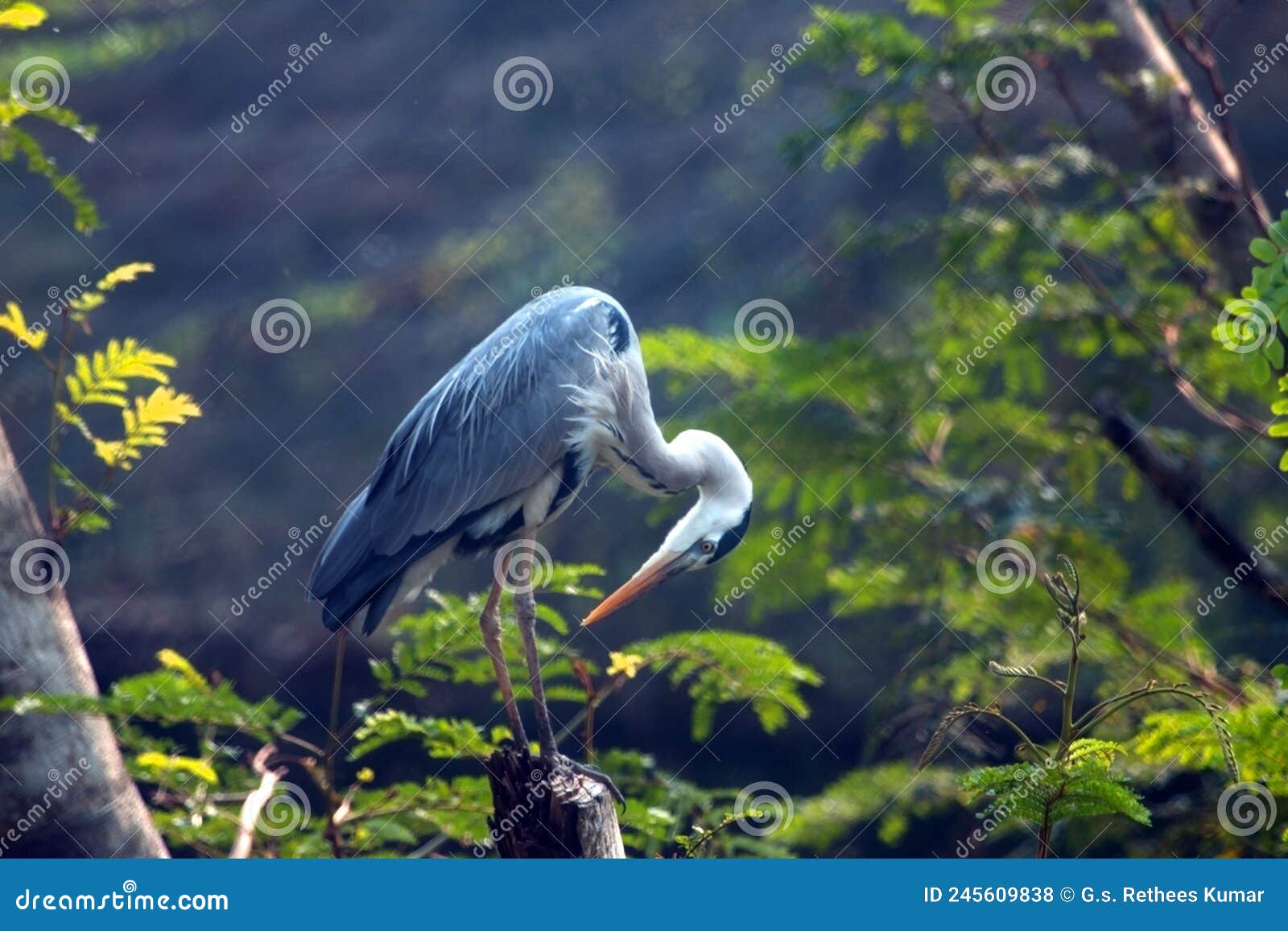 asian painted stork perched on tree branch cleaning leggs