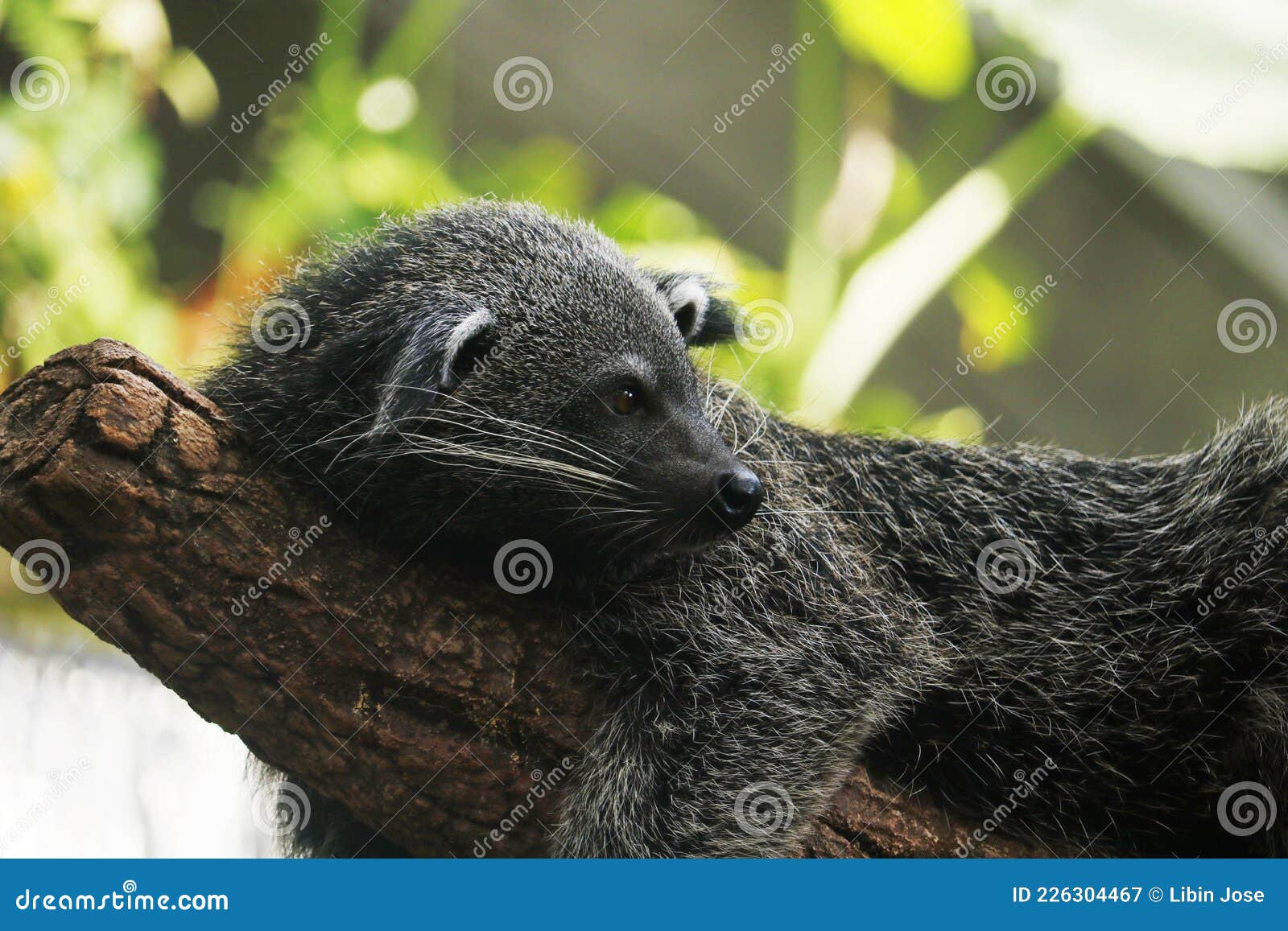 Asian Palm Civet Also Called Common Palm Civet Toddy Cat And Musang Lying On A Tree Stock Image Image Of Musanglying Dark 226304467