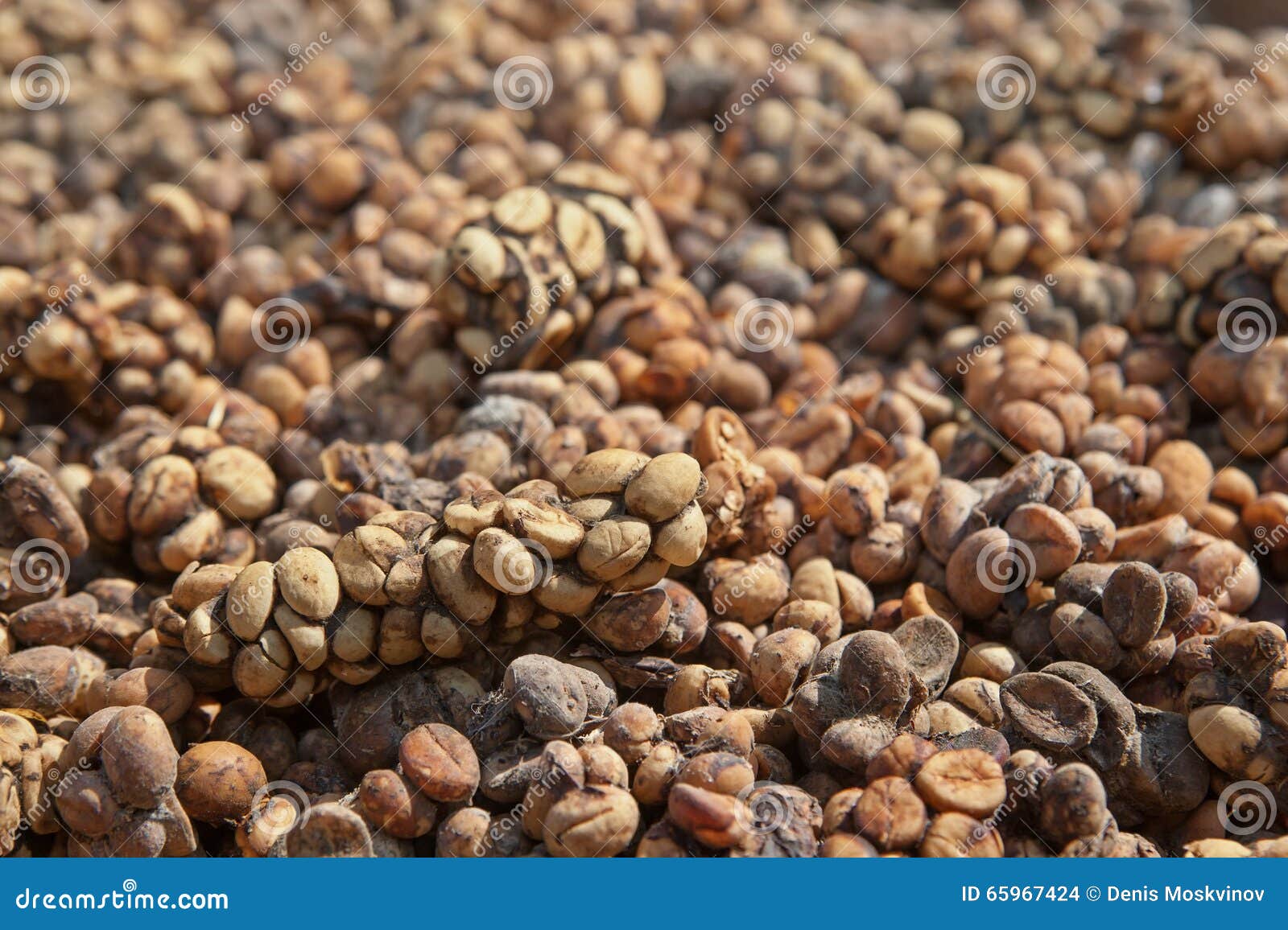 asian palm civet luwak feces with coffee beans