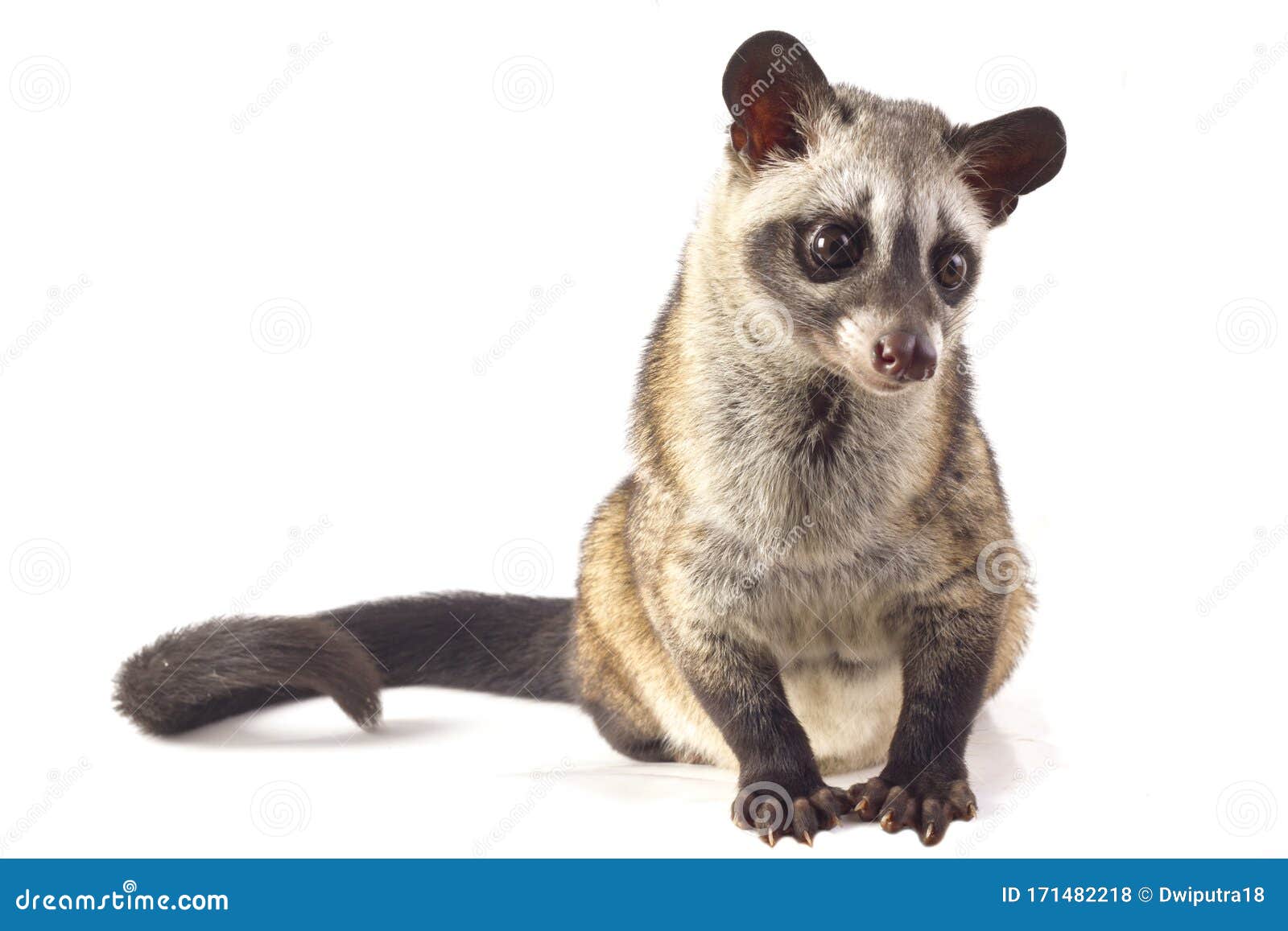 584 Asian Palm Civet Stock Photos - Free & Royalty-Free Stock Photos from  Dreamstime