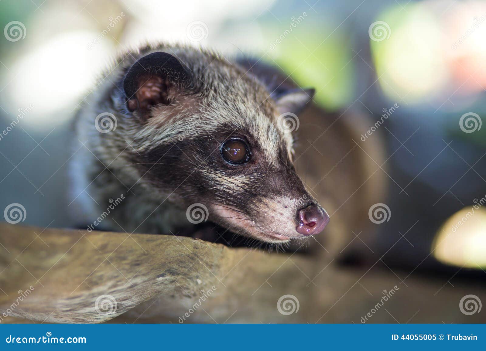 Asian Palm Civet Produces Kopi Luwak. Stock Image - Image of agriculture,  animal: 44055005