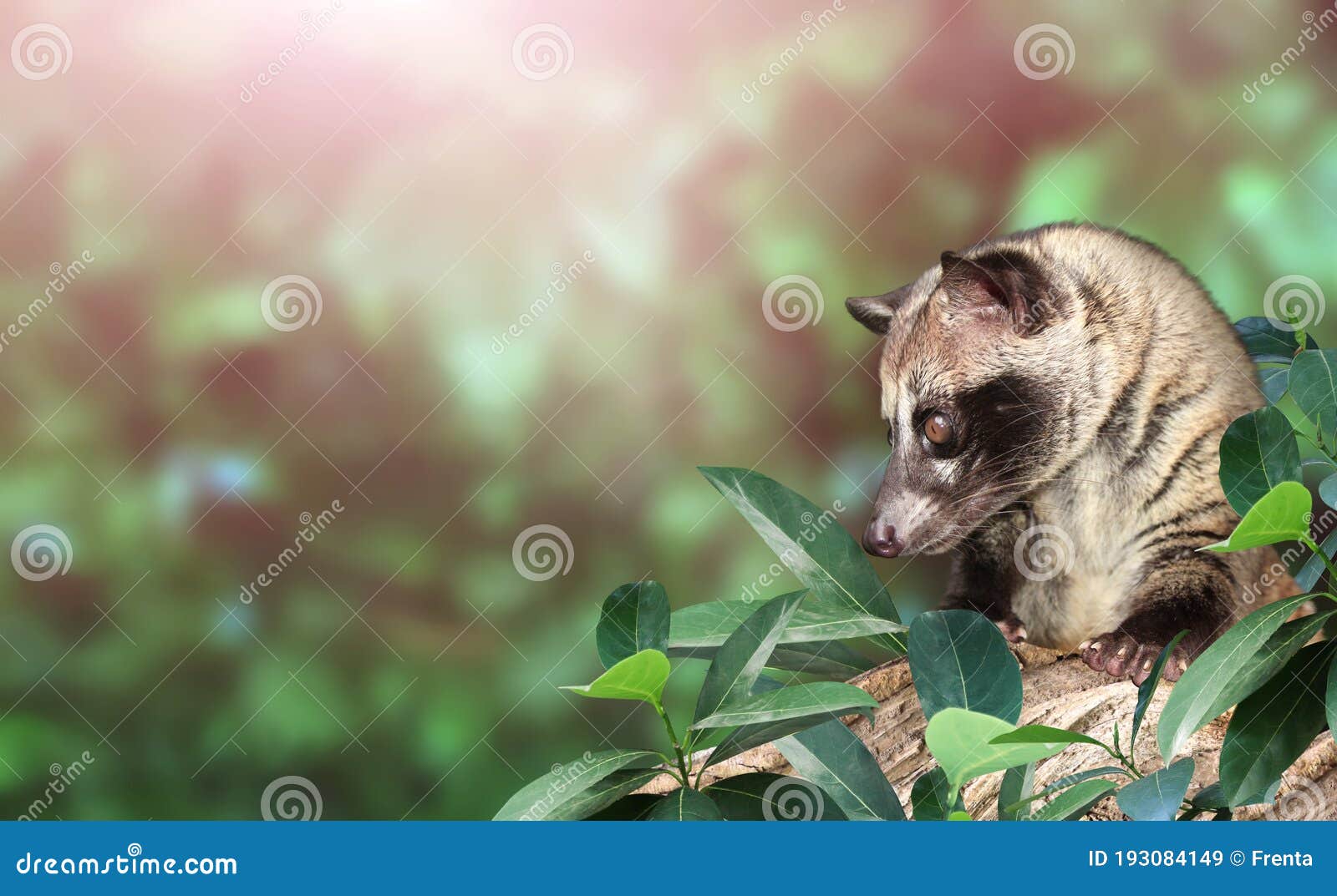 504 Asian Palm Civet Photos Free Royalty Free Stock Photos From Dreamstime