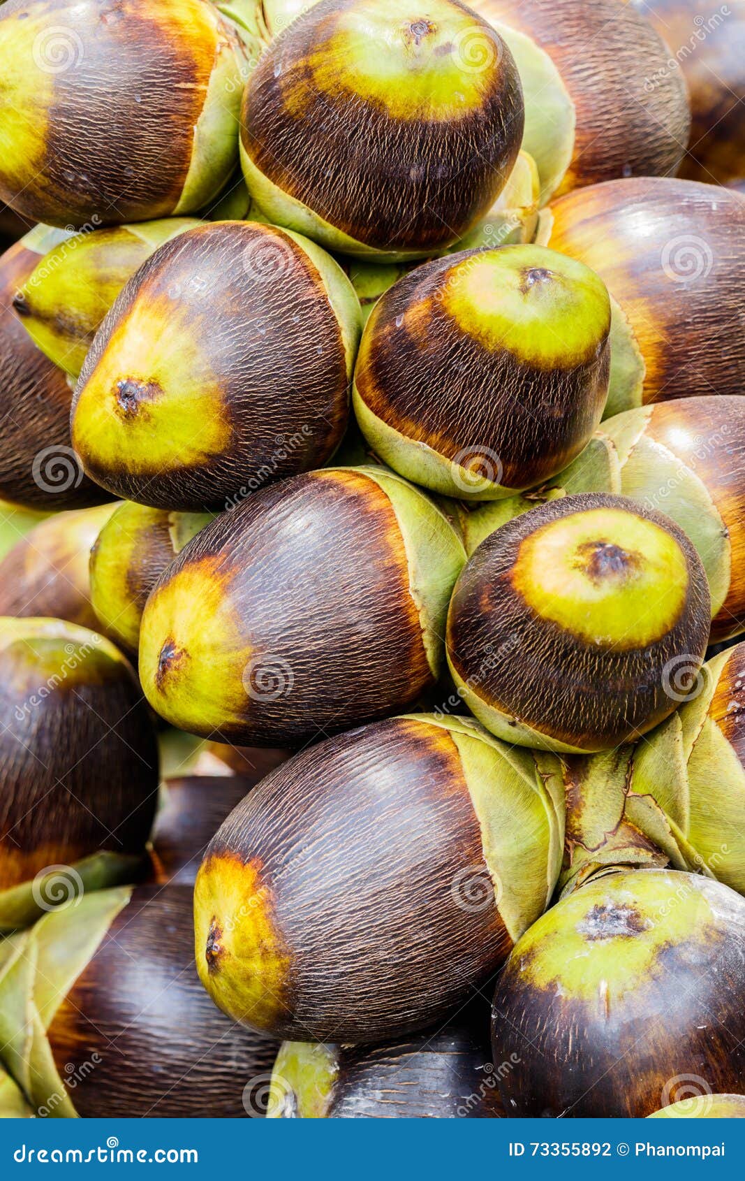 Asian Palmyra Palm, Toddy Palm, Sugar Palm Stock Photo Image of fruit