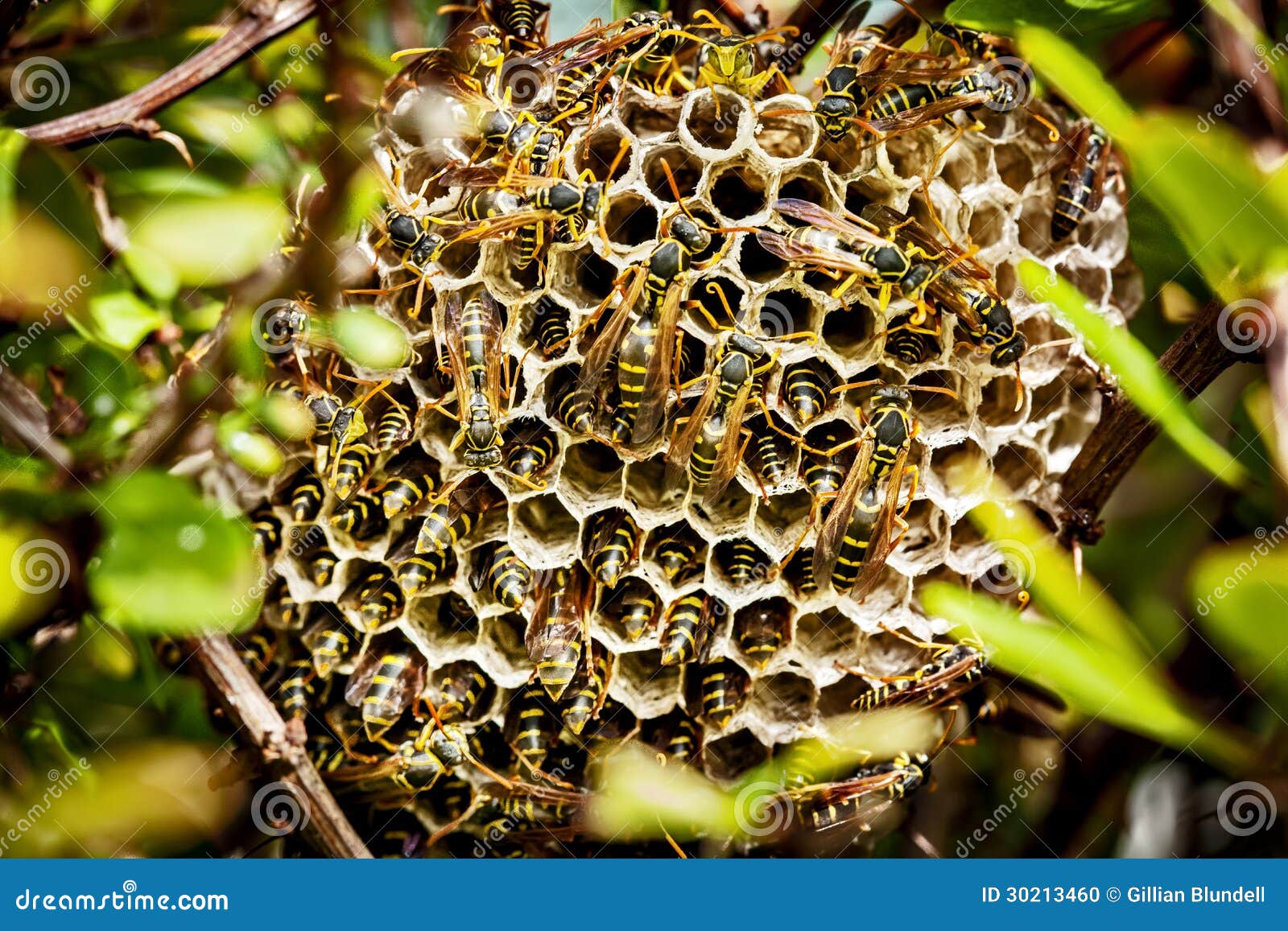 asian paper wasp nest