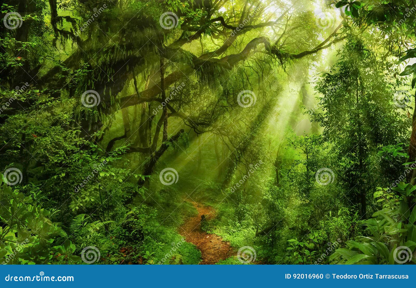 asian rain forest