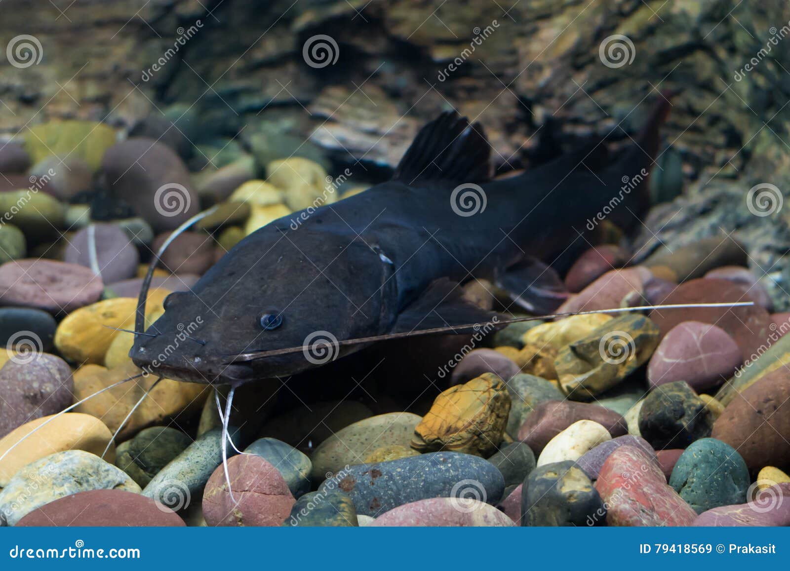 Asian redtail catfish fish stock image. Image of isolated 79418569