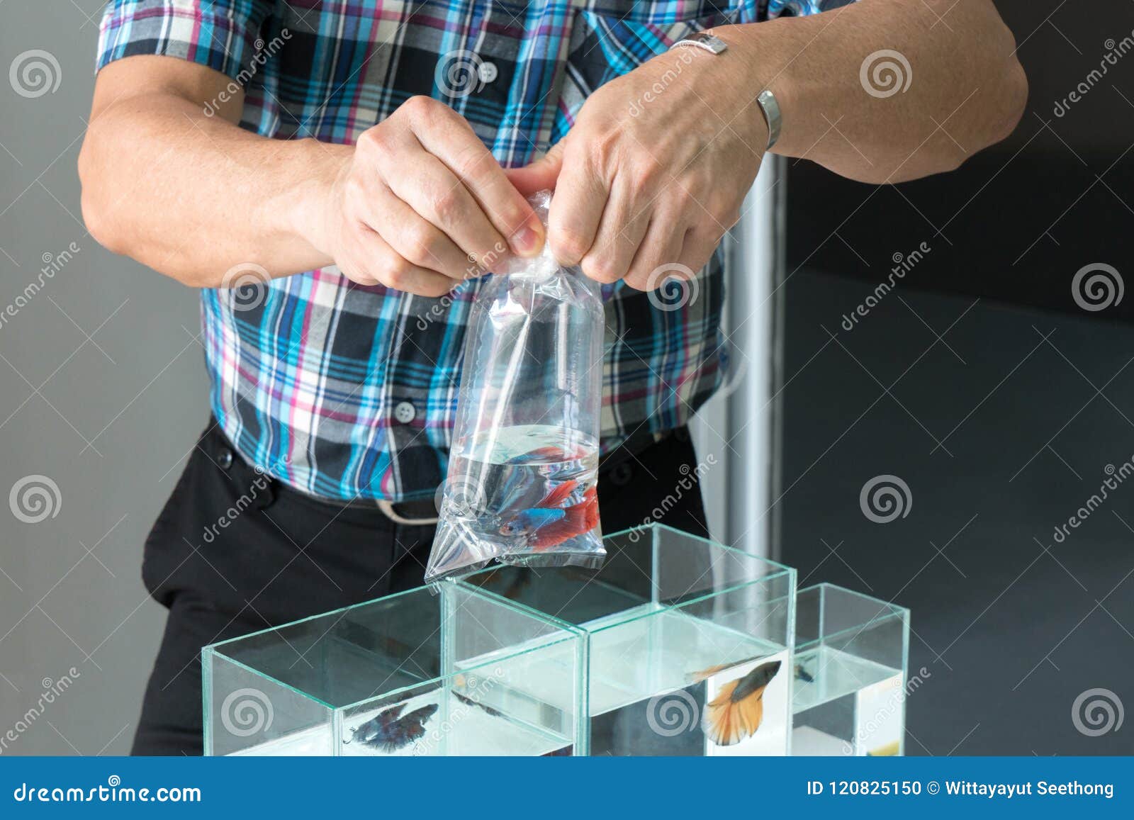 Asian Seller Pack Siamese Fighting or Betta Fish into Transparent Plastic  Bag for Sell. Stock Photo - Image of caucasian, fighting: 120825150