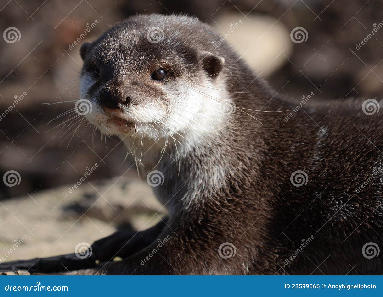 Asian Short Clawed Otter Close-up Stock Photo - Image of clawed