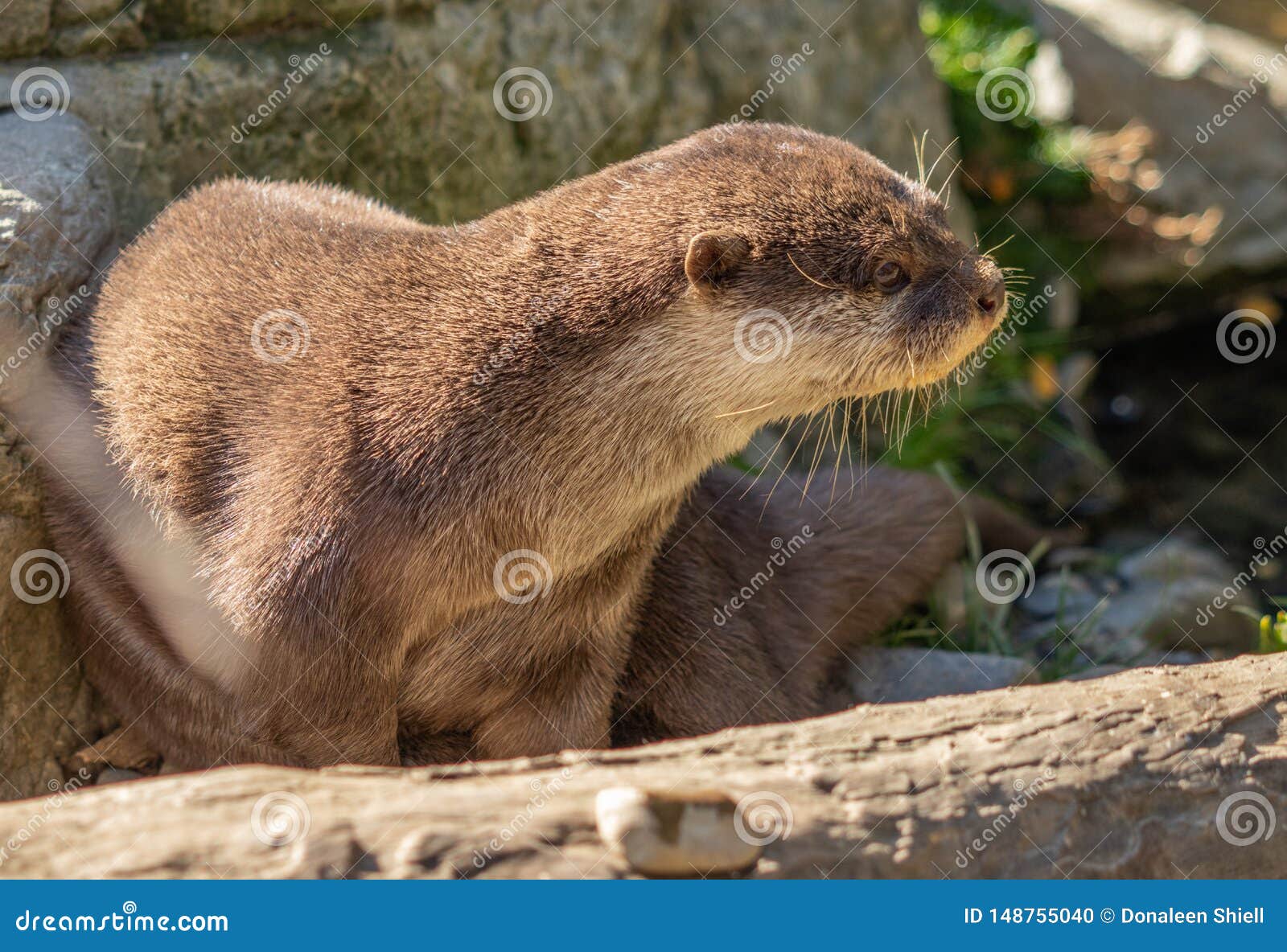 Asian Small Clawed Otter at Wellington Zoo Stock Photo - Image of clawed,  visible: 148755040