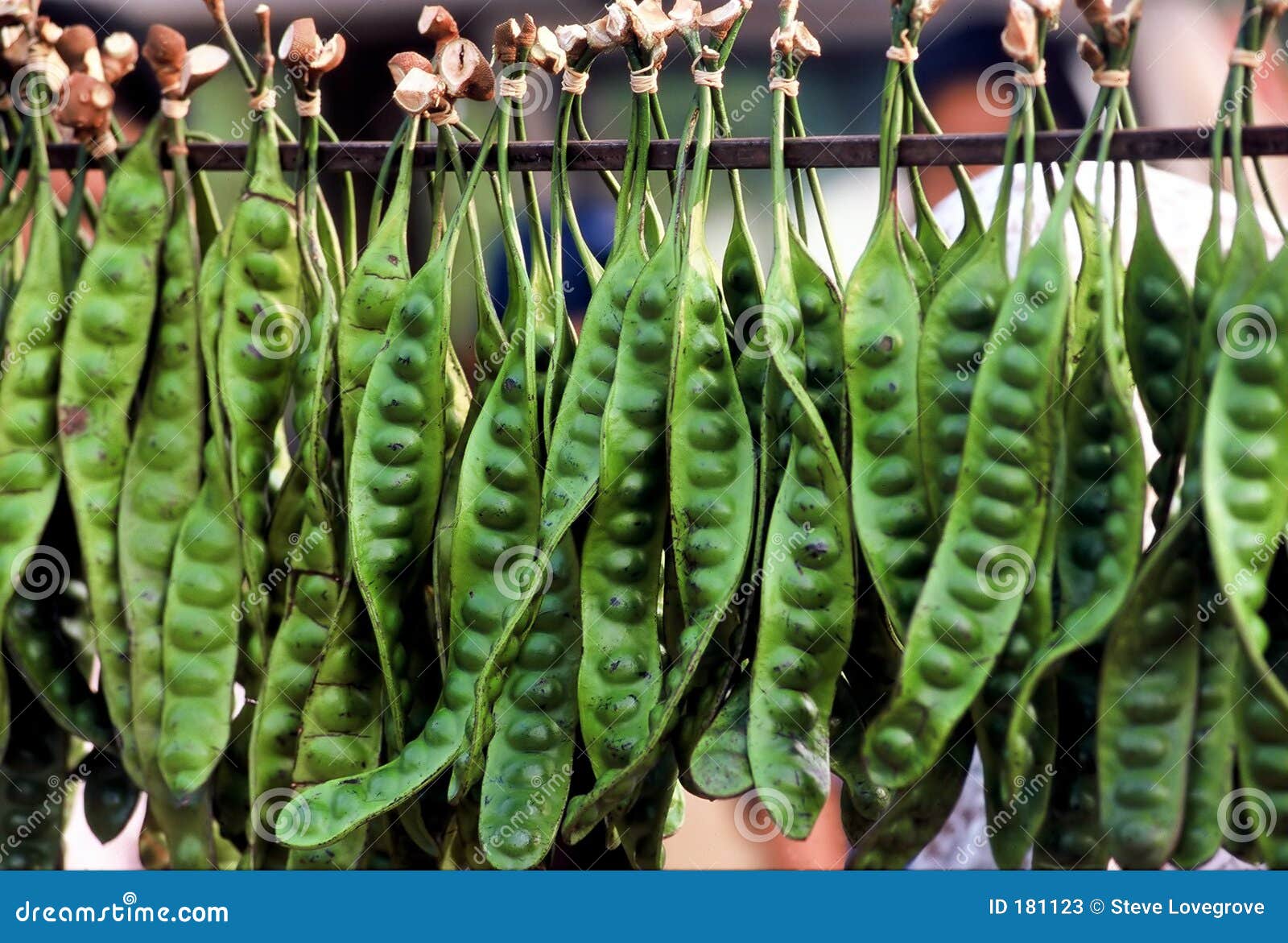 Asian Vegetable stock image. Image of asian, green, vegetable 181123