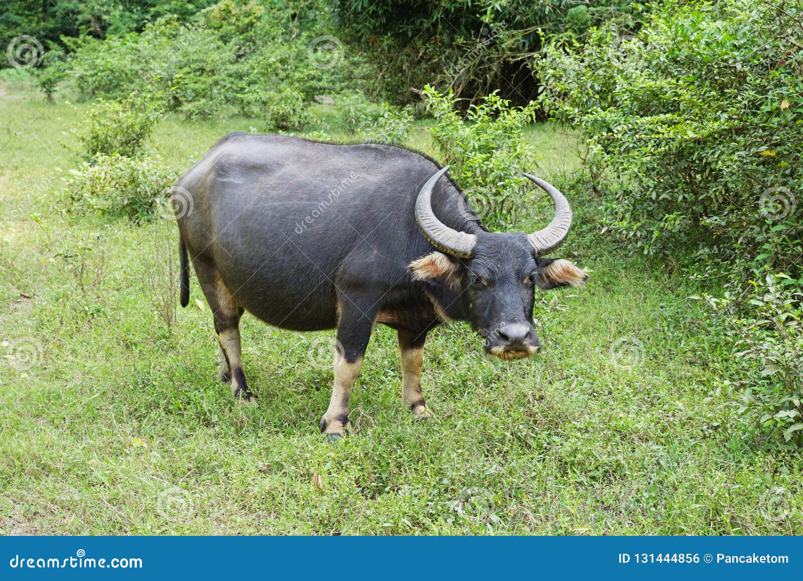 Asian Buffalo or Bubalis Stock Photo - Image of 131444856