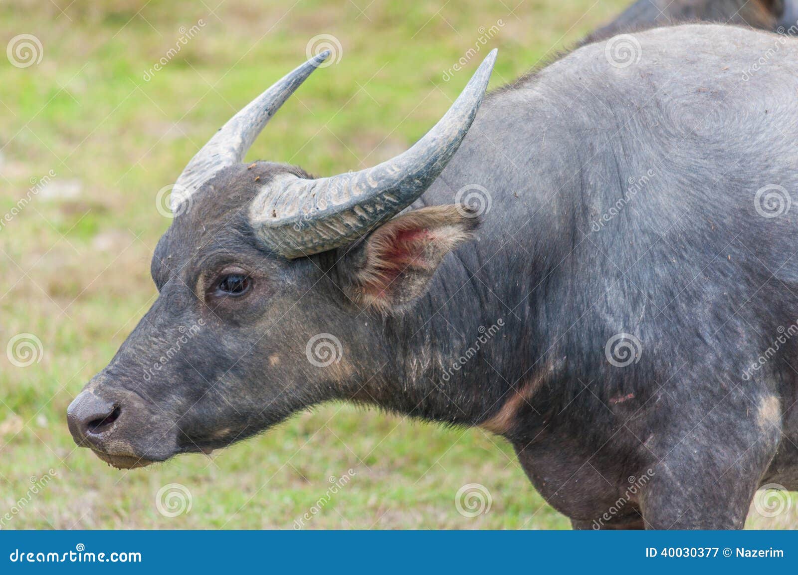 Asian Water Buffalo on the Field Stock Image Image of bison, large