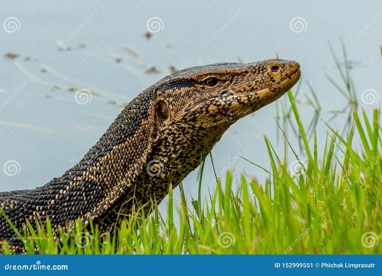 Asian Water Monitor Lizard Lifting Up Head On River Bank Stock Image Image Of Claws Semiaquatic 152999551