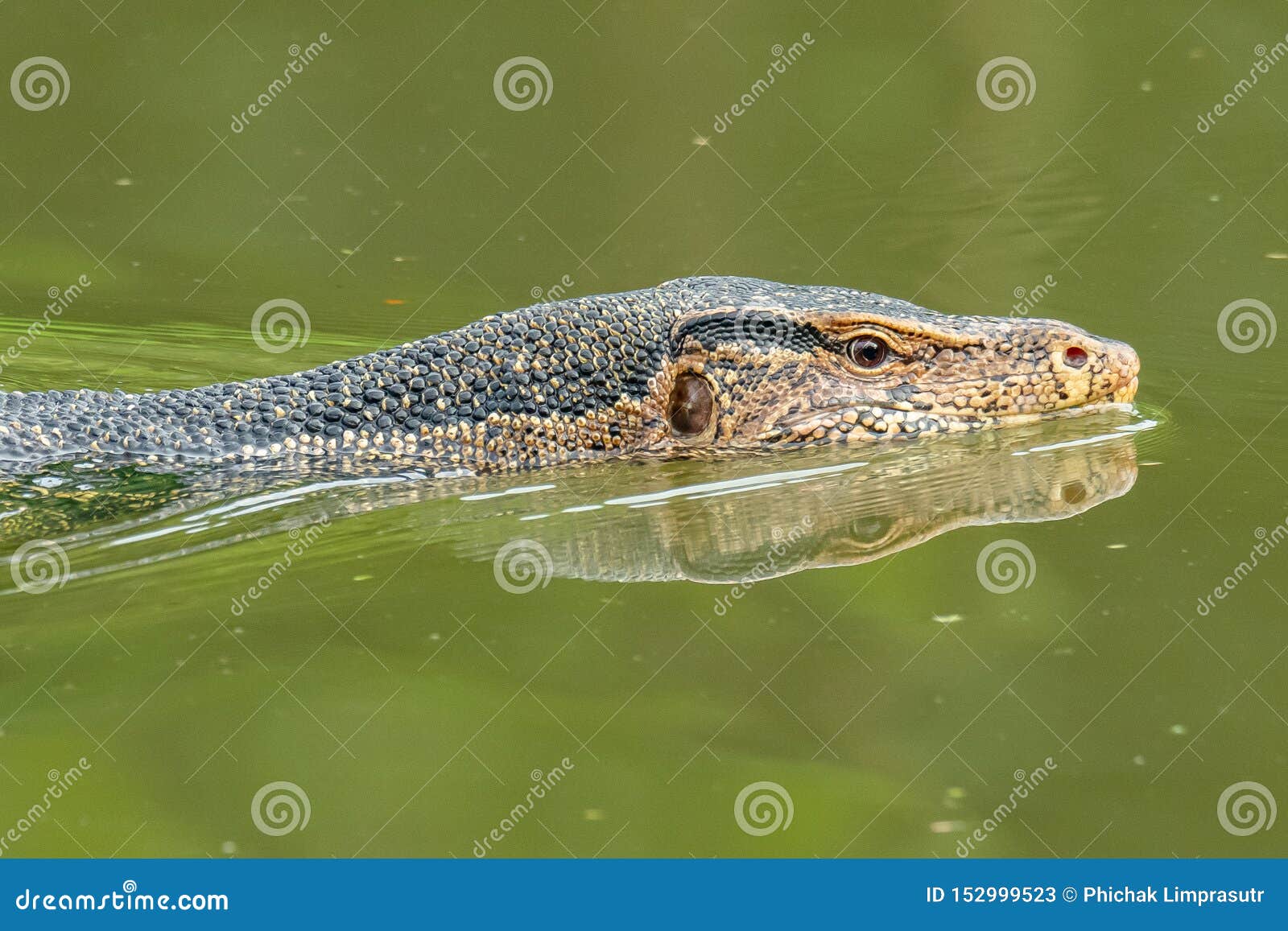 Asian Water Monitor Lizard Swimming In River Stock Image Image Of