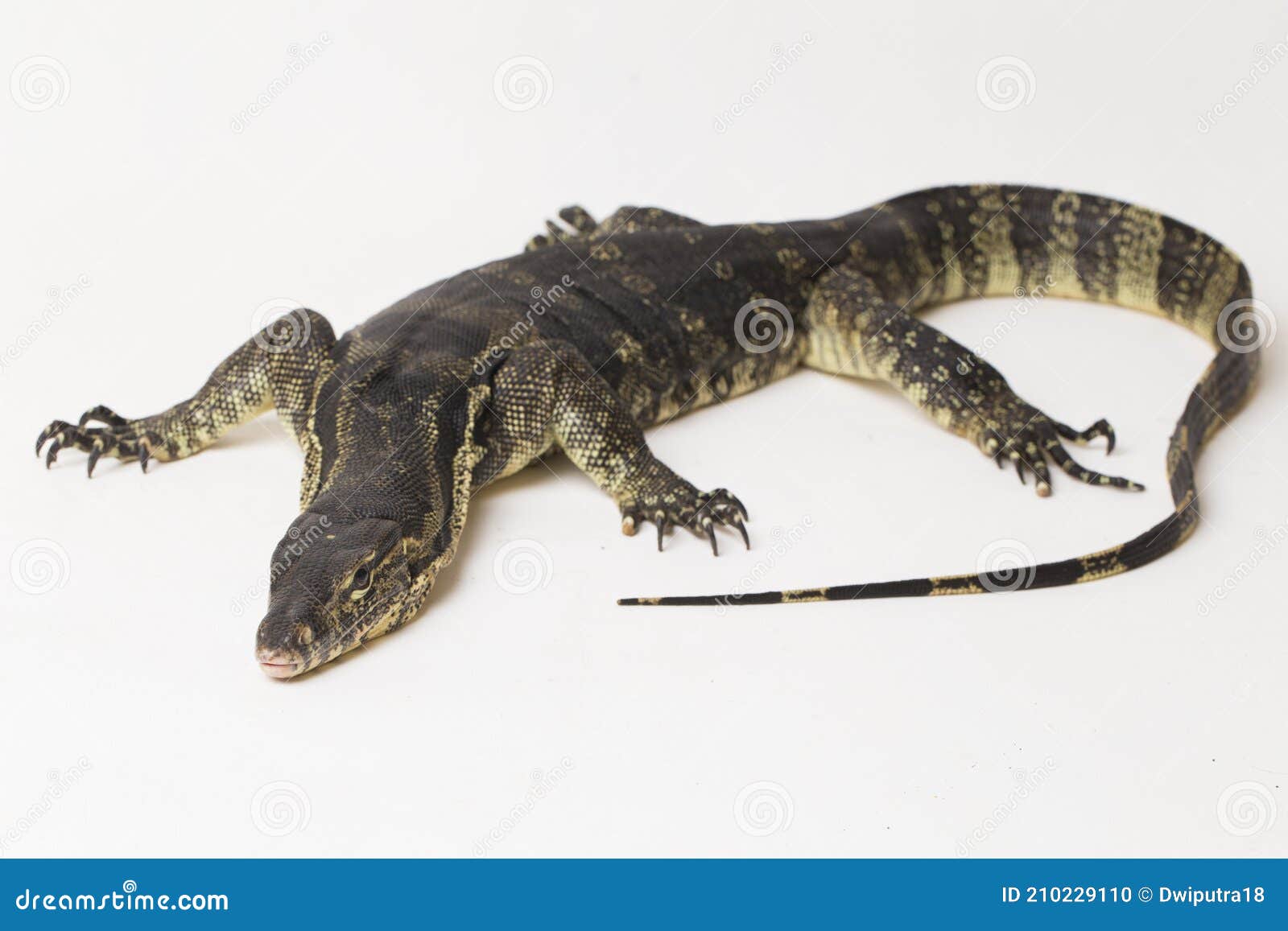 asian water monitor lizard varanus salvator  on a white background