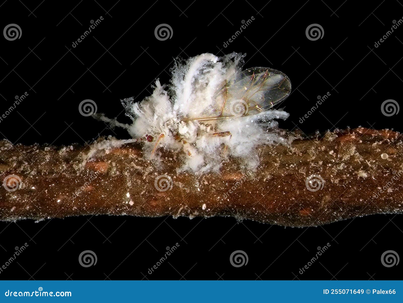 asian woolly hackberry aphid, shivaphis celti