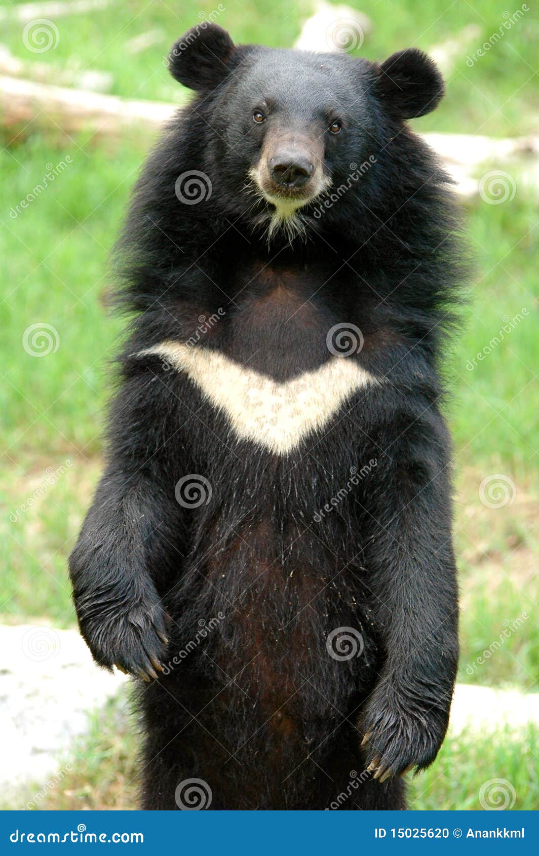 asiatic black bear